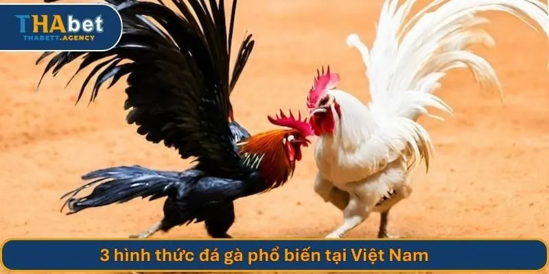 Các chiến kê còn được kiểm tra sức khỏe và thể trạng trước khi thi đấu