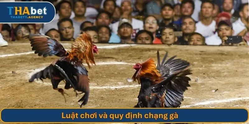 Cựa sắt là hình thức đá gà tại Việt Nam được ưa chuộng