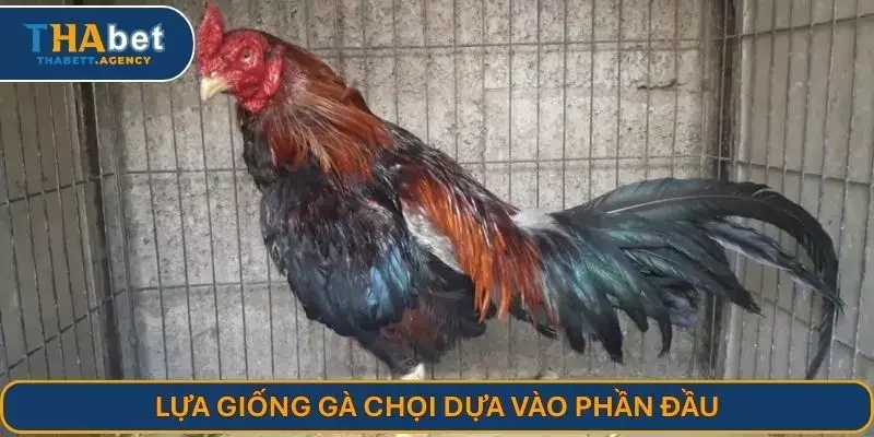 Lựa giống gà chọi dựa vào phần đầu