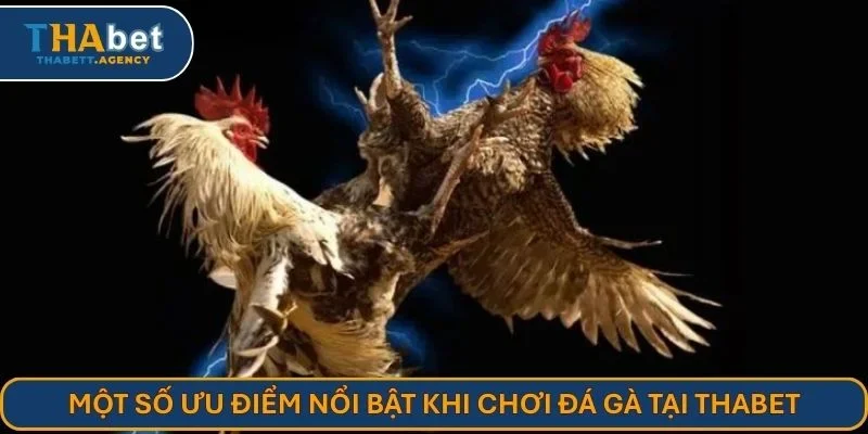 Một số ưu điểm nổi bật khi chơi đá gà tại THABET